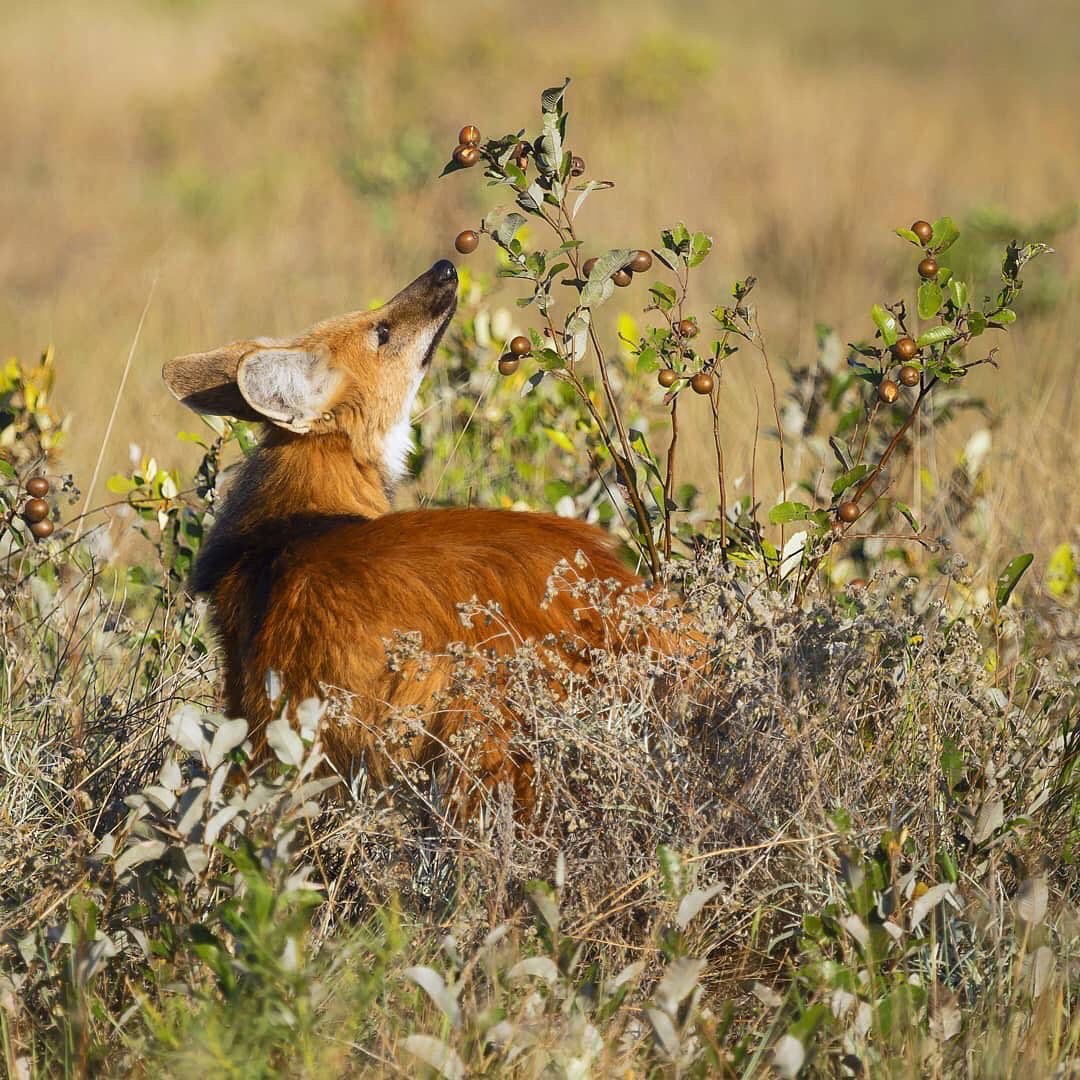 Picture of a maned wolf
